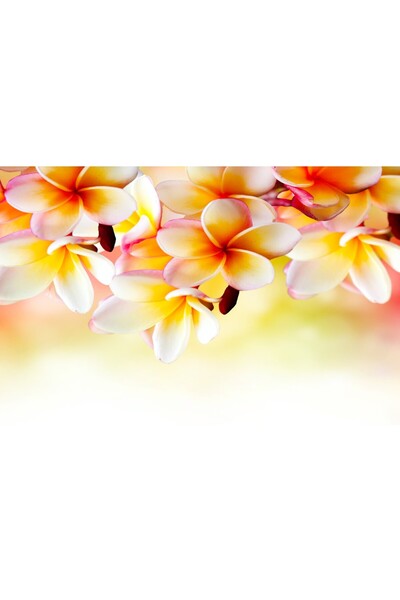 media Tablou canvas Flori albe de plumeria, 75 x 50 cm