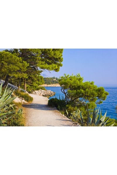 media Tablou canvas Carare, mare, pini, 60 x 40 cm