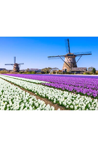 media Tablou canvas Flori166, 75 x 50 cm