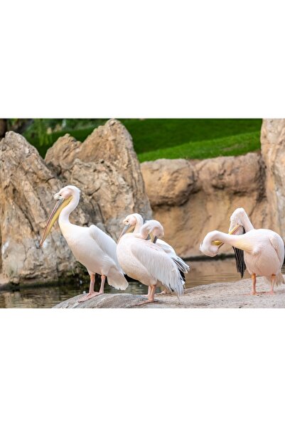 media Tablou canvas Pasari8, 60 x 40 cm