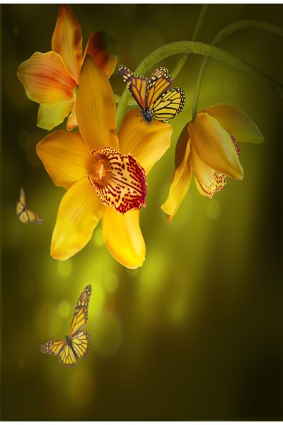 media Tablou canvas Orhidee galbene, fluturi2, 30 x 45 cm