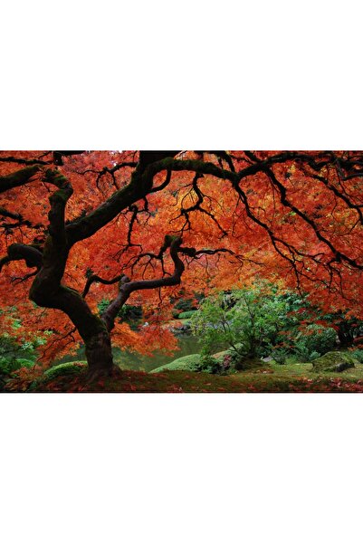 media Fototapet Pom cu frunze de foc, gradina japoneza, 270 x 200 cm