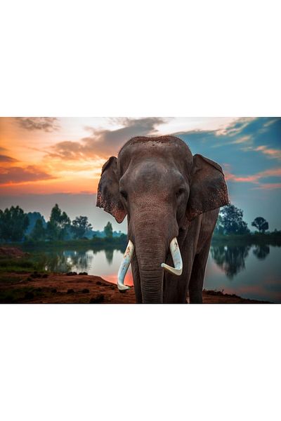 media Fototapet autocolant Animal52 Elefant langa apa, 250 x 200 cm