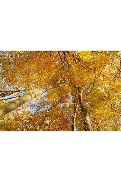 media Tablou canvas Padure24, 105 x 70 cm