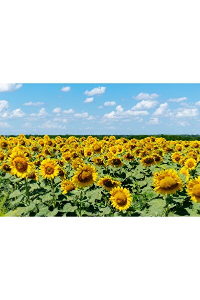 media Autocolant Natura96, 270 x 200 cm