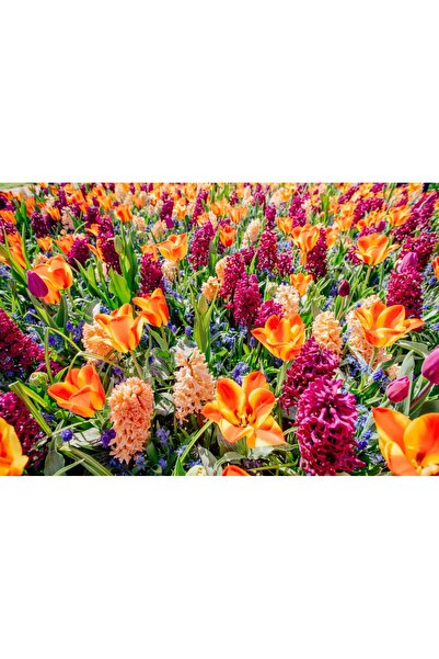 media Tablou canvas Flori129, 90 x 60 cm