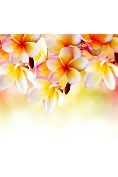 media Tablou canvas Flori albe de plumeria, 60 x 60 cm