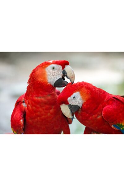 media Tablou canvas Pasari23, 105 x 70 cm