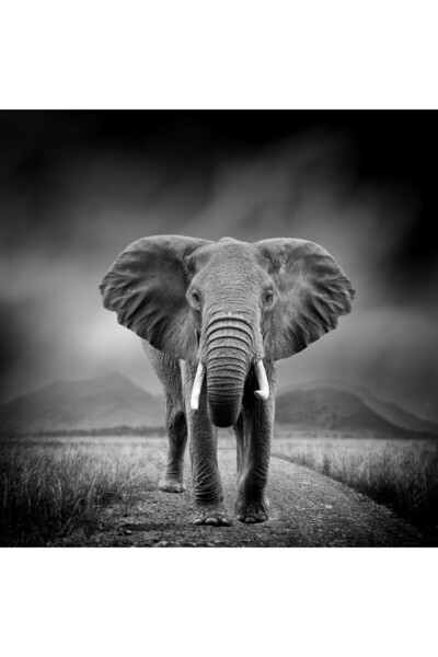 media Tablou canvas Elefant, alb-negru, 60 x 60 cm