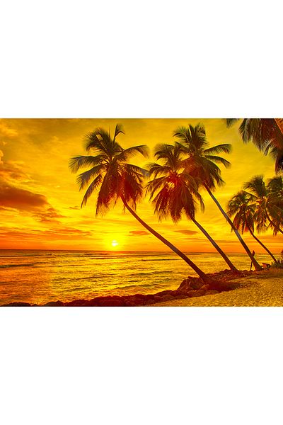 media Canvas painting Palm trees at sunset, 75 x 50 cm
