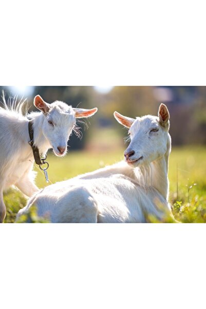 media Tablou canvas Animal64, 45 x 30 cm