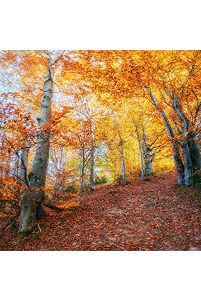 media Wallpaper Forest27, 250 x 200 cm