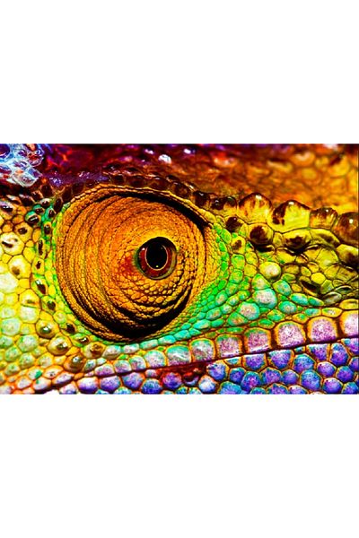 media Canvas painting Chameleon, 60 x 40 cm