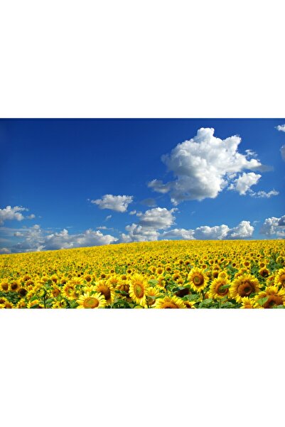 media Tablou canvas Natura83, 105 x 70 cm