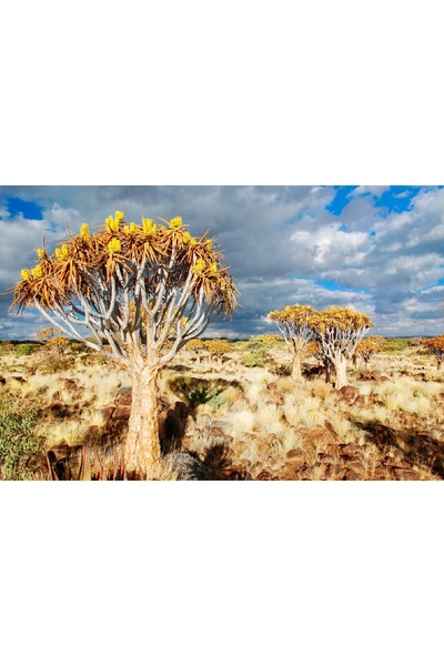 media Fototapet Natura70, 250 x 200 cm