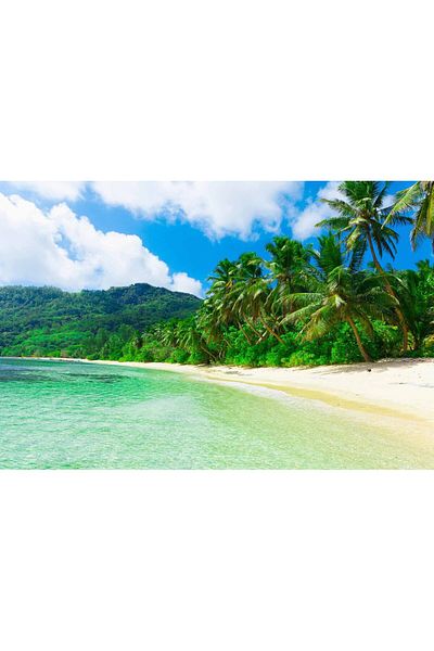 media Canvas painting Beach with many palm trees, 60 x 40 cm