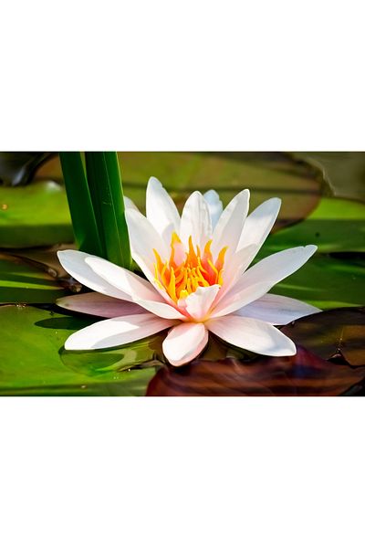 media White water lily canvas painting, 60 x 40 cm