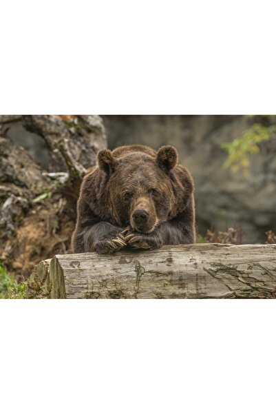 media Tablou canvas Animal40, 45 x 30 cm