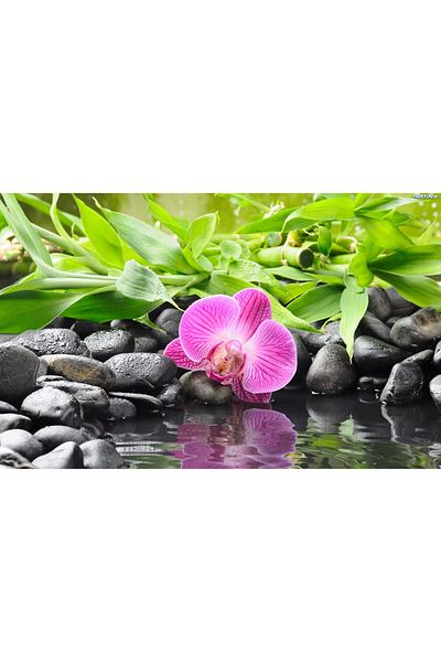 media Canvas painting Orchid with bamboo, 60 x 40 cm