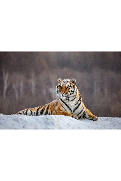 media Tablou canvas Animal59, 90 x 60 cm