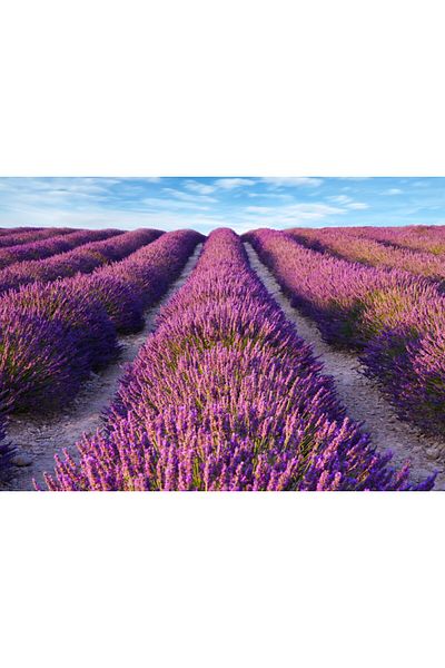 media Fototapet de perete autoadeziv si lavabil Lavanda2, 300 x 200 cm
