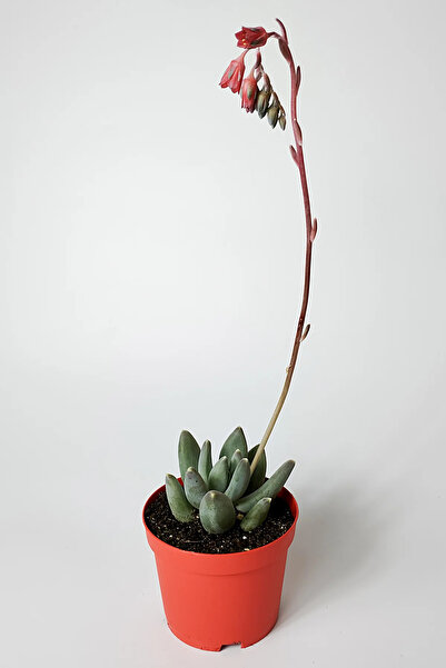 Toptan Kaktüs Pachyphytum Diamond dekoratif etli yapraklı sukulent 8.5 kırmızı saksıda