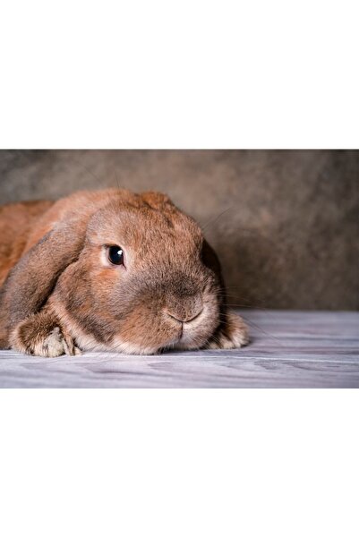 media Tablou canvas Animal44, 105 x 70 cm