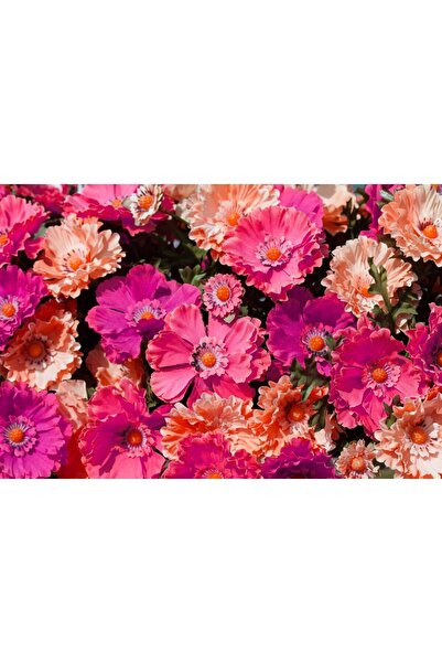 media Tablou canvas Flori94, 60 x 40 cm