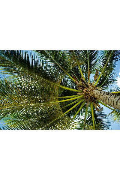media Canvas painting Under the palm tree, 60 x 40 cm