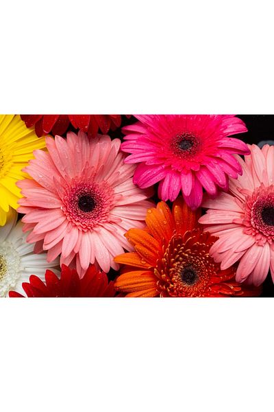 media Fototapet de perete autoadeziv si lavabil Flori158 Gerbere multicolore, 250 x 150 cm