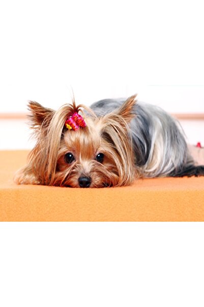 media Tablou canvas Caini17, 45 x 30 cm