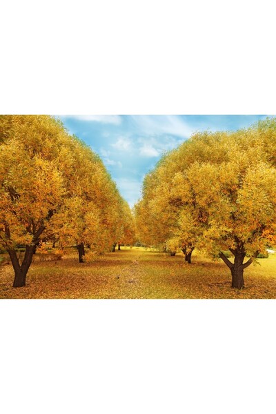 media Tablou canvas Padure49, 105 x 70 cm