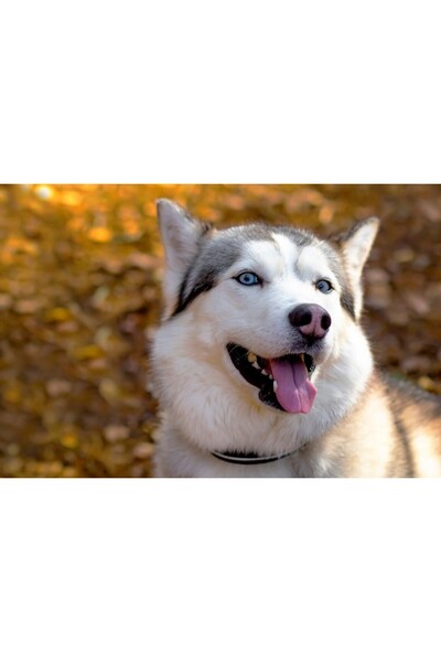 media Tablou canvas Caini22, 60 x 40 cm