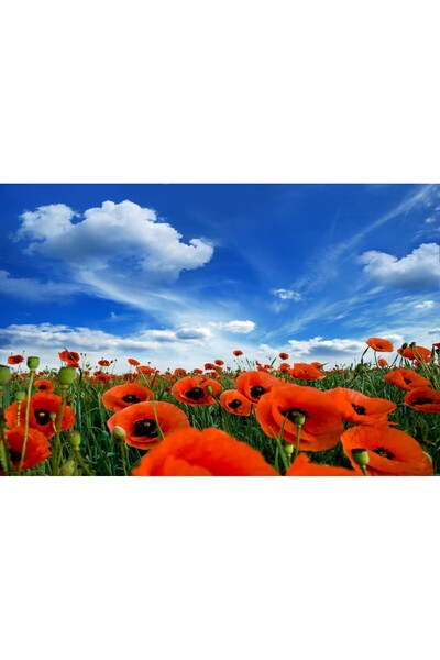 media Tablou canvas Maci pe camp, vara, 90 x 60 cm