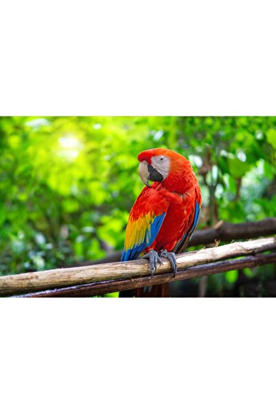 media Tablou canvas Pasari4, 75 x 50 cm