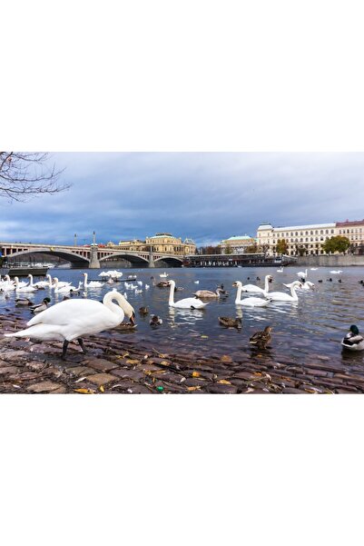 media Tablou canvas Pasari16, 75 x 50 cm