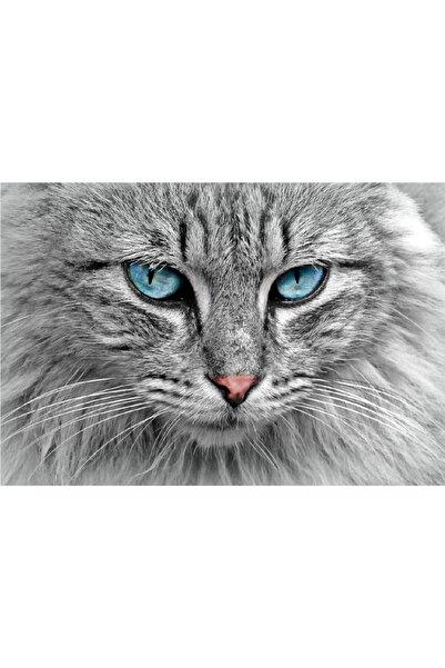 media Tablou canvas Pisica 1, 60 x 40 cm