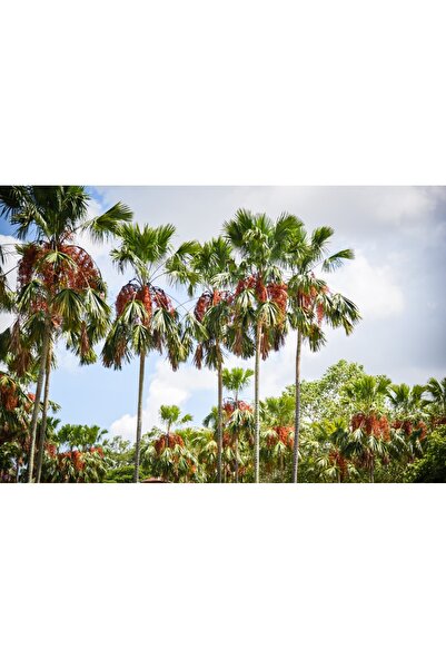 media Tablou canvas Palmier24, 60 x 40 cm
