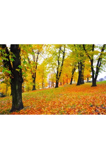 media Self-adhesive wallpaper Padure69 autumn, 220 x 135 cm