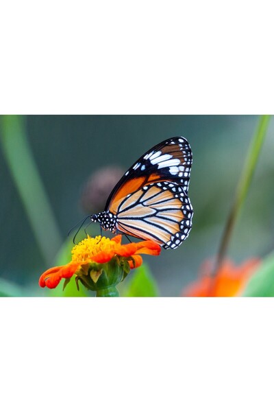 media Tablou canvas Animal39, 75 x 50 cm