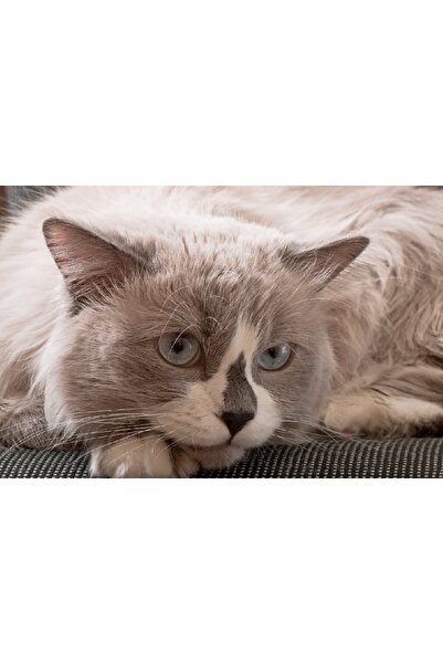 media Tablou canvas Pisici14, 105 x 70 cm