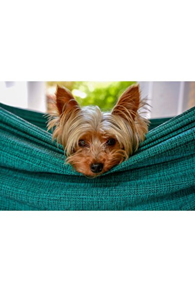 media Tablou canvas Caini6, 60 x 40 cm