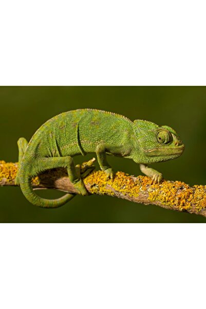 media Tablou canvas Animal18, 105 x 70 cm