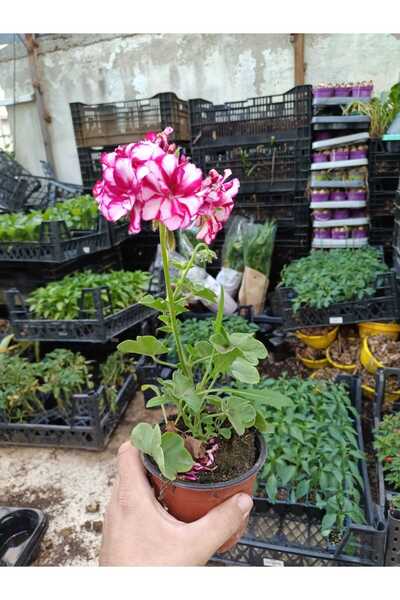 CANBOTANİK alaca sakız sardunya pembe beyaz