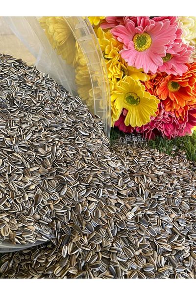 SKY TOUCH MyPetShop® Bird Feeding Sunflower Seeds - 2 Kg Bucket | Protein-Rich Nutrition for Healthy Birds