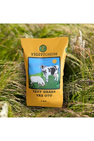 Yiğit Tohum TEFF GRASS -YİĞİT -5 KG