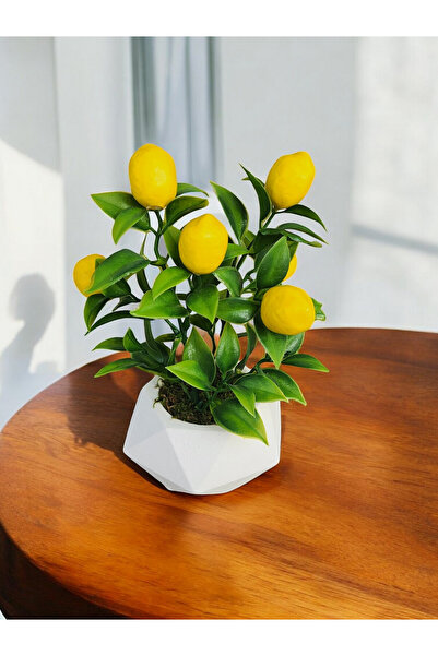 LUZAB Beton Saksıda Prizma Saksıda Gerçek Taş Yosunu Limon Ağacı Mutfak Ünite Süsü
