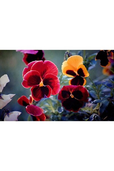 ve Tablou Canvas, Panselute colorate, 80 x 50 cm, Rama lemn, Multicolor