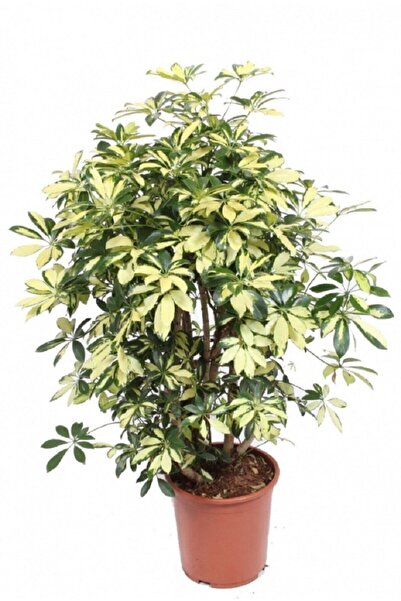 Berceste Peyzaj tasarım Şeflera Bitkisi 80 Cm Schefflera Bitkisi 5 Parmak Bitkisi Ev Bitkisi Ofis Bitkisi Salon Bitkisi