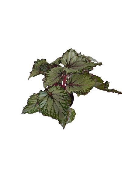 Armen Botanik BEGONİA REX ASİAN ( REX BEGONYA ) BİTKİSİ